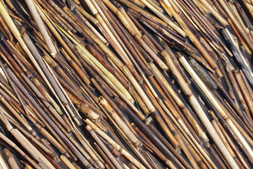 Тростник в воде у берега. Фон © ira_kalinicheva