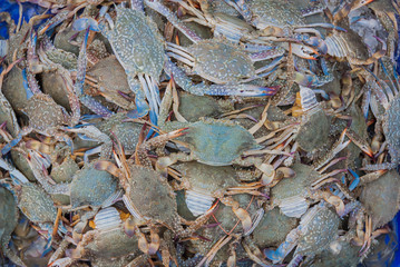 Blue swimming crab on the market,Thailand market.