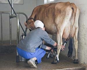 Milking a Jersey