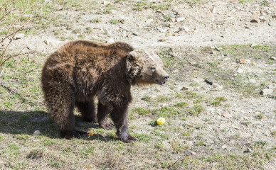 brown bear searching for food