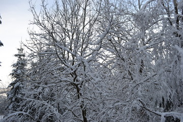 Schneebedeckte Bäume