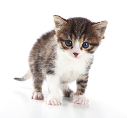 Cute little kitten, isolated on white