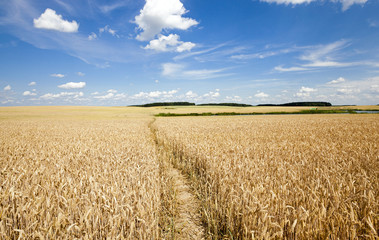 footpath in the field  