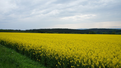 Obraz premium Rapsfeld/Ein Rapsfeld im Erzgebirges im Frühling