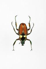 The mysterious world of insects