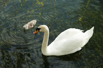 Swans in a pond