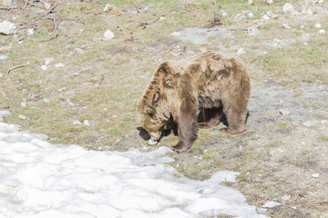 Naklejka na ściany i meble brown bear searching for food