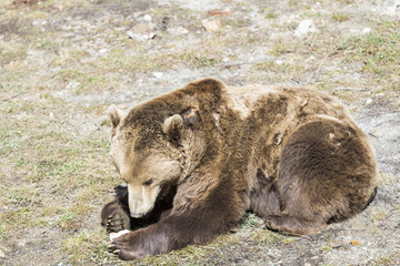 brown bear searching for food