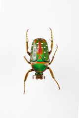 The mysterious world of insects