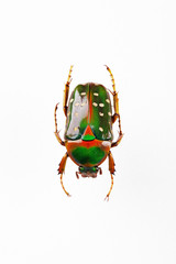 The mysterious world of insects © rokacaptain