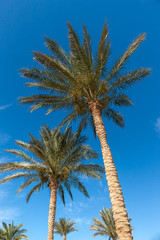 Palm trees in Egypt.