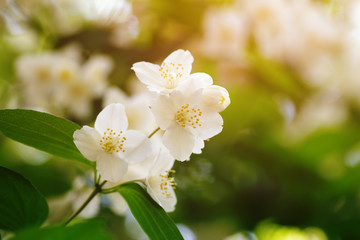 Obraz na płótnie Canvas jasmine flowers blossom in warm summer light