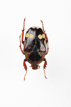 The mysterious world of insects