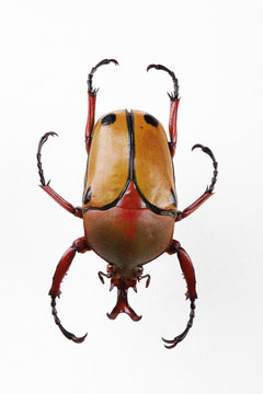 The mysterious world of insects