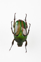 The mysterious world of insects