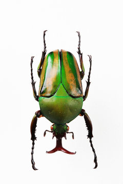 The mysterious world of insects