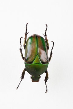 The mysterious world of insects