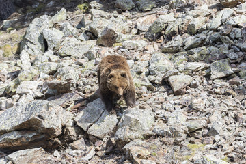 brown bear searching for food