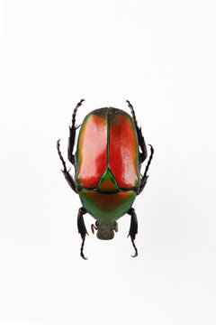 The mysterious world of insects