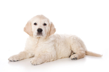 Golden retriever puppy lying and looking at the camera