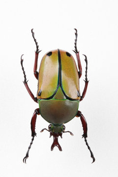 The mysterious world of insects