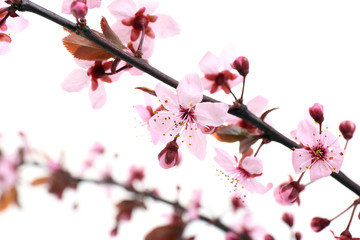 Fototapeta premium Flowering branch isolated on white