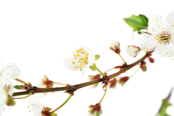 Fototapeta premium Flowering branch isolated on white