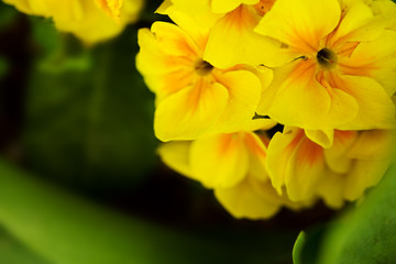 Macro yellow primrose.