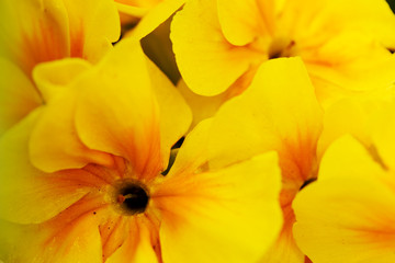 Macro yellow primrose.