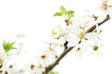 Obraz na płótnie Canvas Flowering branch isolated on white