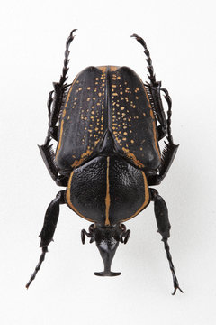 The mysterious world of insects