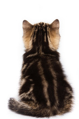 British kitten sitting back  (isolated on white)