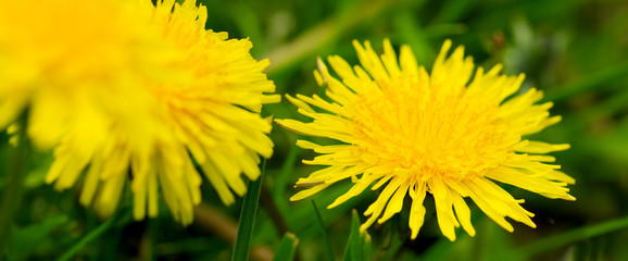 Yellow dandelion flowers .