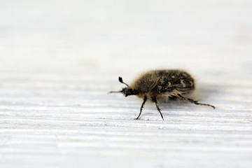 Chafer shaggy beetle on wooden background