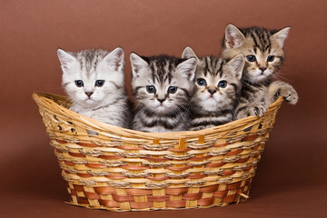 Obraz na płótnie Canvas Four British striped kitten in a basket