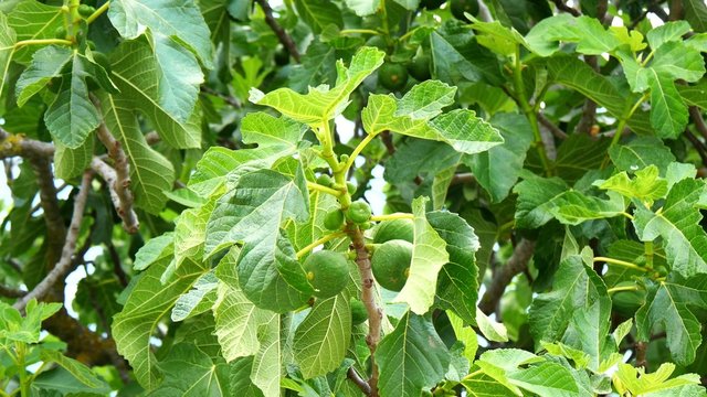 Unripe figs on the fig tree (4K)