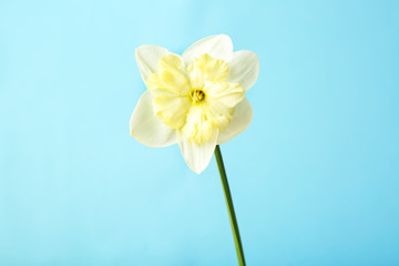 Naklejka na ściany i meble Fresh narcissus flower on color background