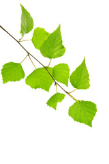 Obraz premium Świeże zielone liście na białym tle.