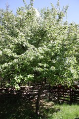 Blossoms apple quince,spring flowering floral background