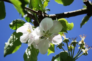 Blossoms apple quince,spring flowering floral background