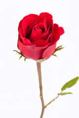 Red rose on white background.