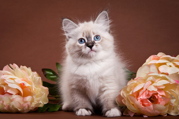Siberian kitten and flowers