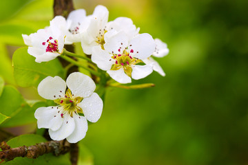 White tree blossoms .