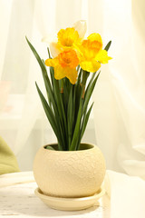 Beautiful daffodils in pot on fabric background