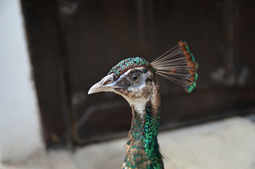 Peacock a  proud bird with color feathers