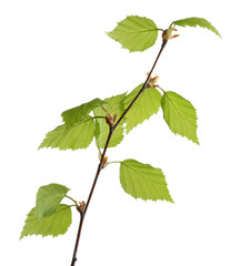 Branch with spring leaves isolated on white