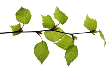 Branch with spring leaves isolated on white