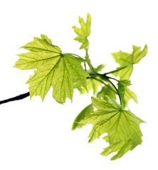 Branch with spring leaves isolated on white