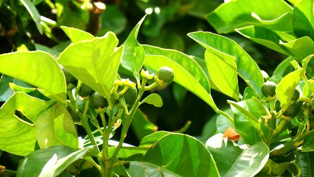 Unripe small oranges growing on the tree (4K)
