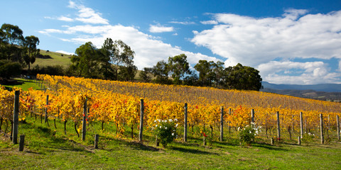 Fototapeta na wymiar Yarra Valley Vines in Autumn